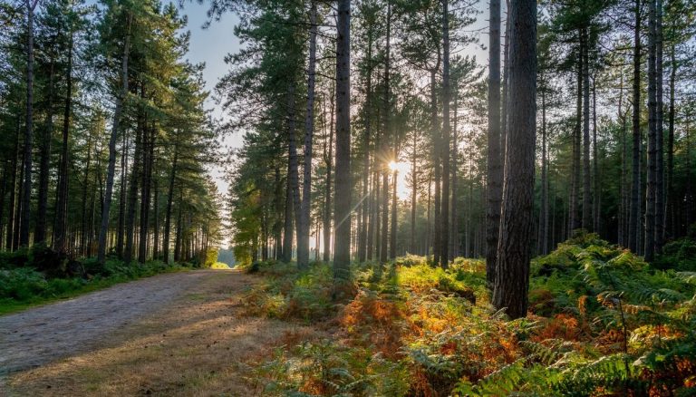 40,000 New Trees in far Western Norfolk