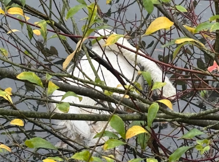 Milton Keynes swan bird flu outbreak prompts urgent plea for PPE and donations