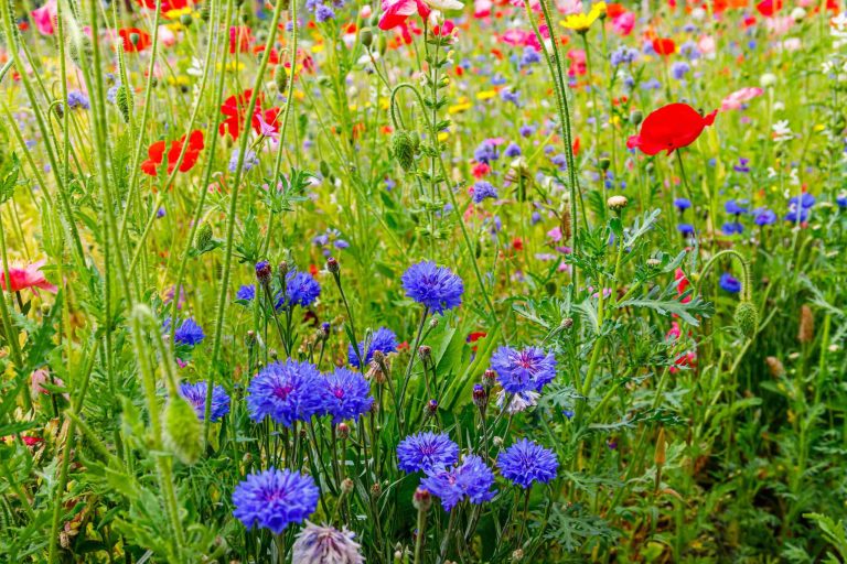 Top Gardening And Landscaping Trends Set To Shape UK Gardens In Spring And Summer 2026