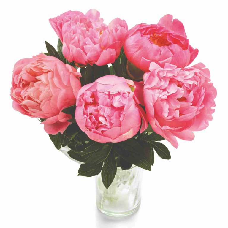 Aldi Celebrates Peony Season With A Bouquet For Under £4.50