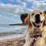 How to Make Dog-Friendly Ice Lollies and Keep Your Pets Cool This Summer