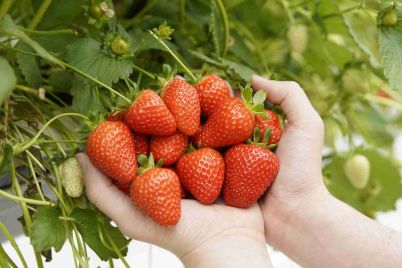 BritishStrawberry_Edit_02.jpg