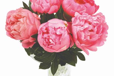 Aldi-British-Peonies-4.49-copy-1-scaled-1.jpg
