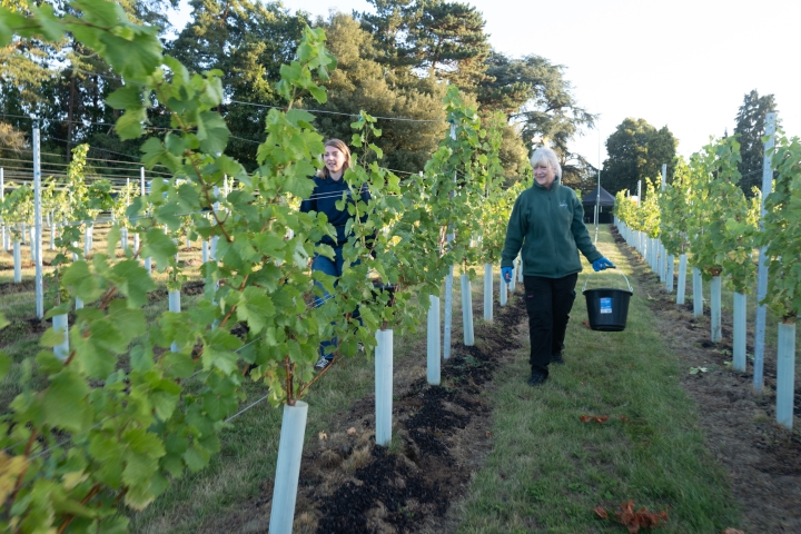 Waresley-Park-Estate-vineyard.jpg